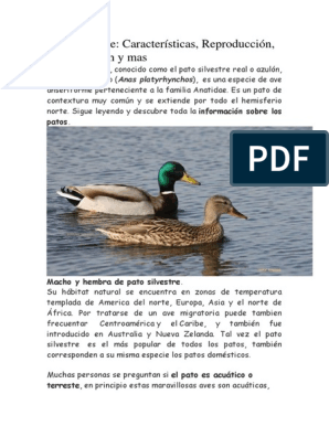 Londres Mamut Cena Pato Silvestre | PDF | Aves holarctic | Dinosaurios