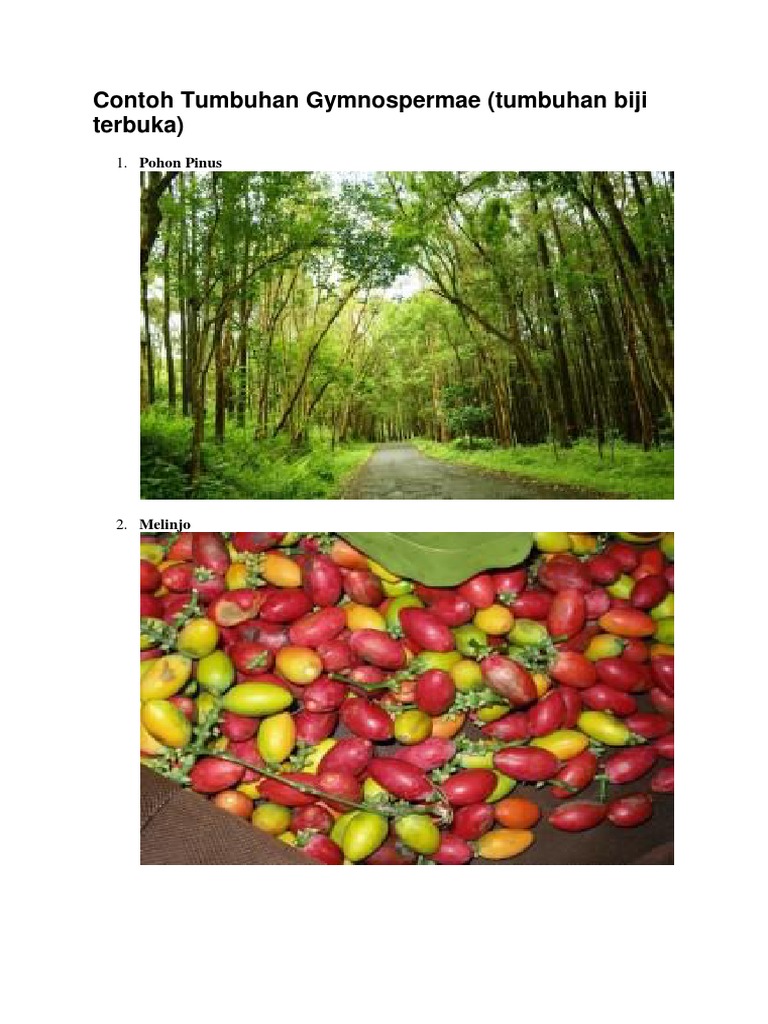 Contoh Tumbuhan Gymnospermae Biji Terbuka