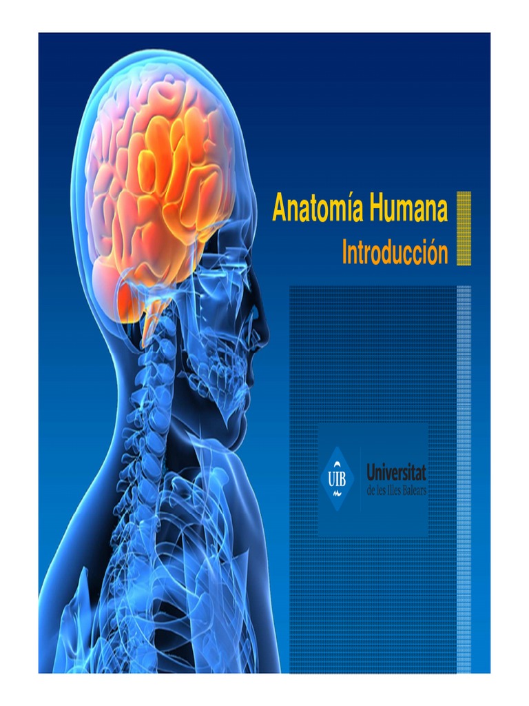 Anatomia Humaa PDF | PDF