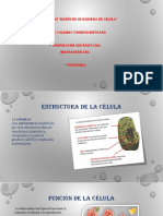 Estructura de La Células Diapositivas