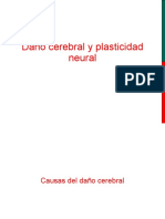 Daño Cerebral y Plasticidad Neural