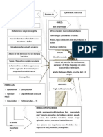 RESUMEN Efemeroptera