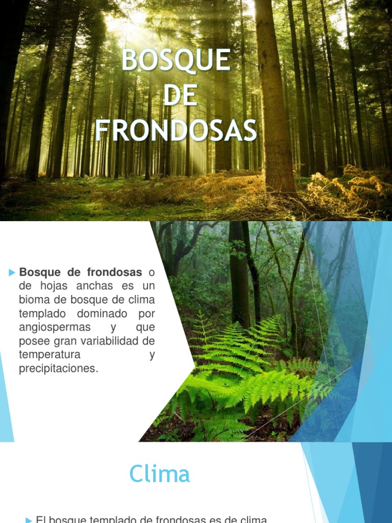 Bosque de Frondosas PDF