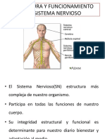 Pta 2 Estructura Del Encéfalo P