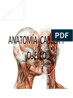 Anatomía Cabeza y Cuello
