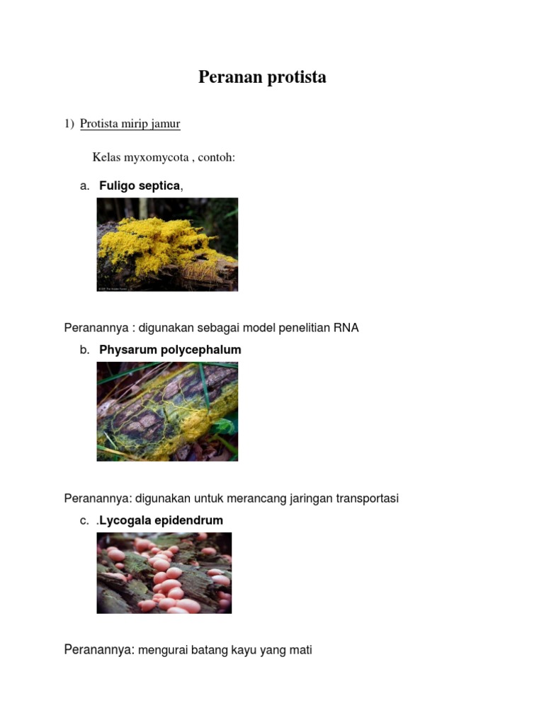 Peranan Protista Biologi