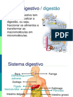 Sistema digestivo