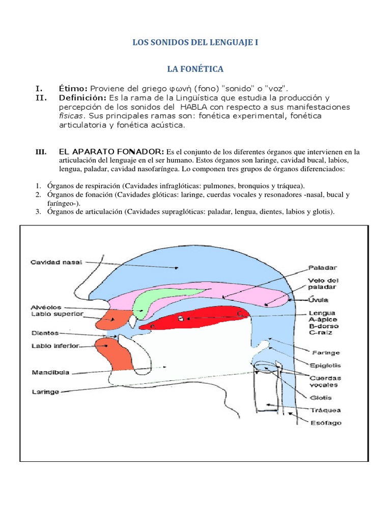 An Overview of Phonetics and Phonology: The Sound Systems of Language ...