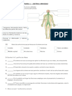 Prueba Sistema Nervioso 