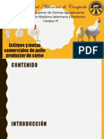 Pollo de Engorde