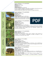 Quadro espécies florestais (ANEFA)