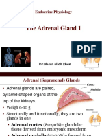 10 The Adrenal Gland Aldosterone2017 1