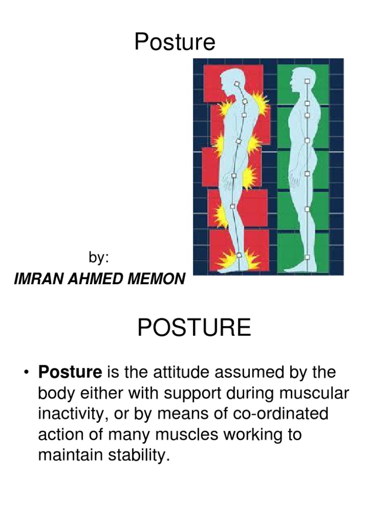 Posture Class | Download Free PDF | Muscle | Pelvis