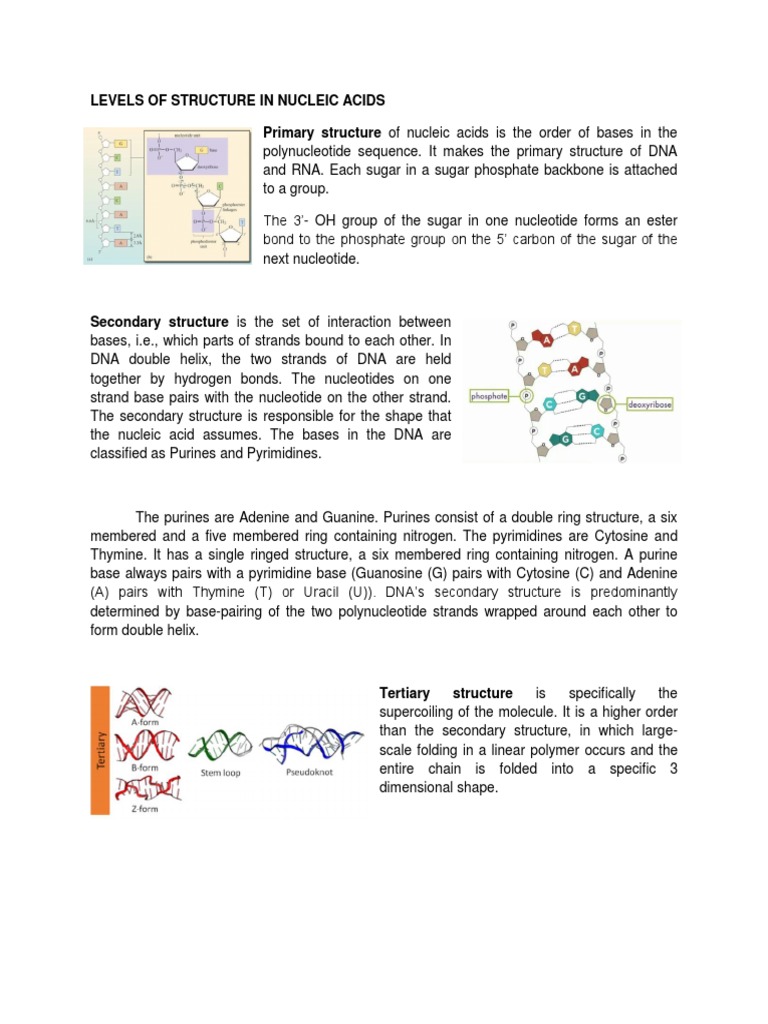 Levels of Structure in Nucleic Acids | PDF | Nucleotides | Dna