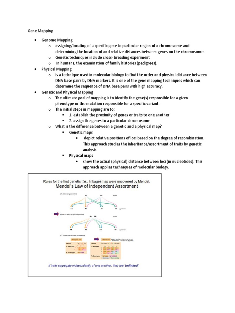 Gene Mapping Pdf Genetic Linkage Genetics