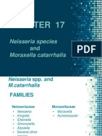 Chapter 17 - Neisseria and Moraxella