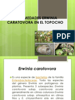 Enfermedades Erwinia Caratovora en El Topocho
