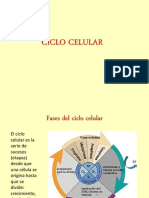 Ciclo Celular PTT