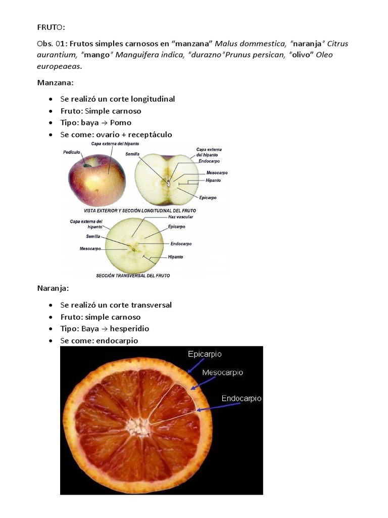 Tipos de Frutos: Carnosos y Secos | PDF