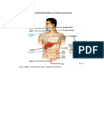 SISTEM PENCERNAAN PADA MANUSIA.docx