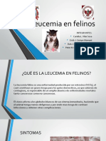 Leucemia en Felinos