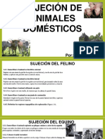 Sujecion de Animales Domesticos