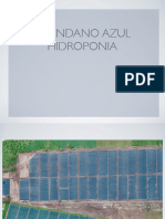 Proyecto Arándano Azul Hidroponia