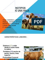 Rasgos Fenotipos Lineales de Una Vaca Linares, Paola, Kevin, Salazar