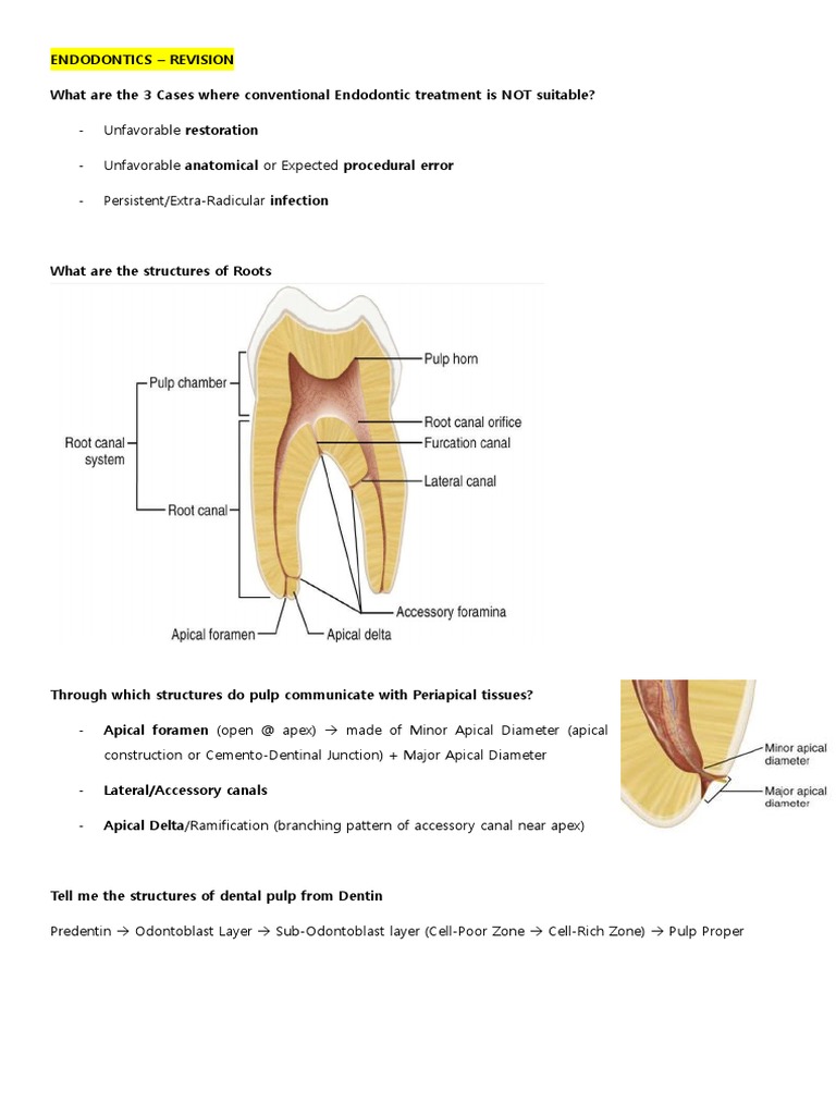 Endodontic Notes PDF Animal Anatomy Mouth