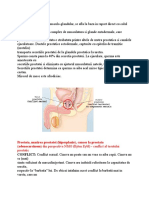 Prostata