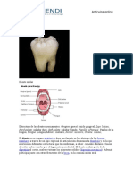 Dientes información general