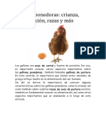 Gallinas Ponedoras: Crianza, Alimentación, Razas y Más