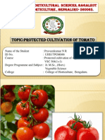 Protected Cultivation of Tomato