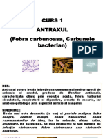 Antrax Curs