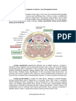 Trigonum Caroticum, Fascije Vrata, Parafaringealni Prostori I Truncus Sympatheticus Vrata