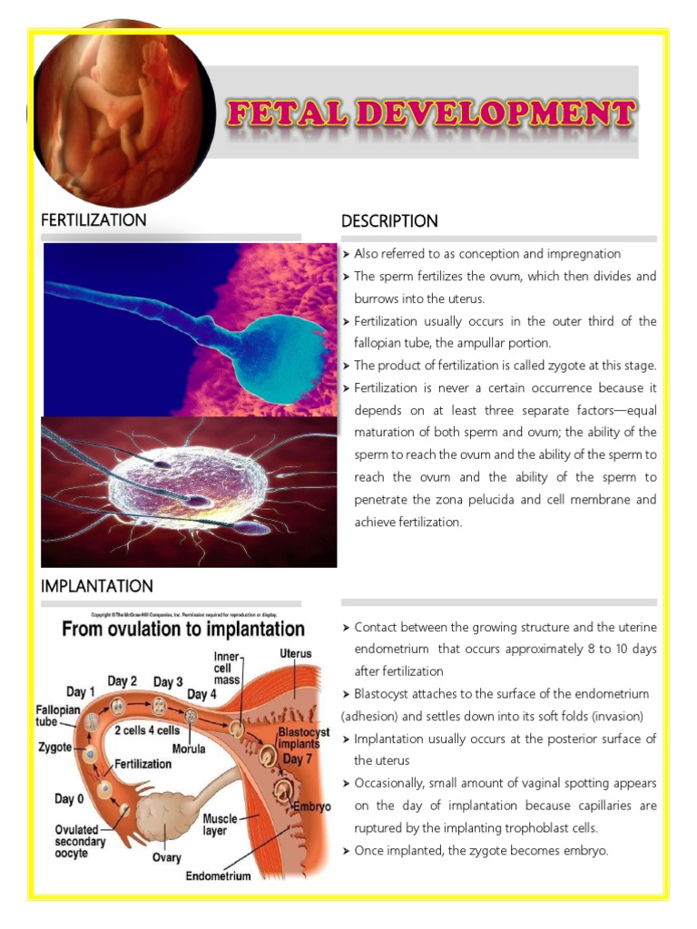 Fetal Development | PDF | Implantation (Human Embryo) | Fertilisation