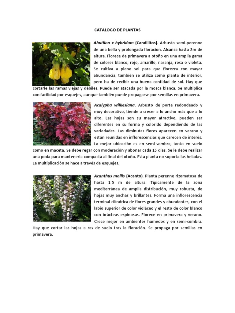 CATALOGO DE PLANTAS