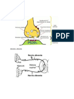 tipos de neurona.docx