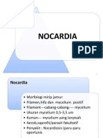 Nocardia & Mycoplasma