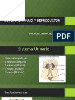 Sistema urinario y reproductor masculino