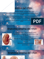 Anatomía Del Riñón