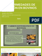 Enfermedades de Carbón en Bovinos