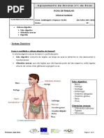 Ficha informativa - Sistema Digestivo