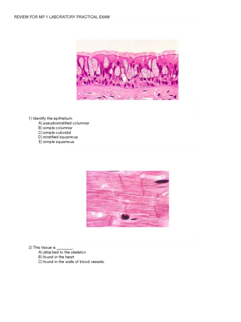 Histology Practice Practical PDF Epithelium Tissue (Biology)