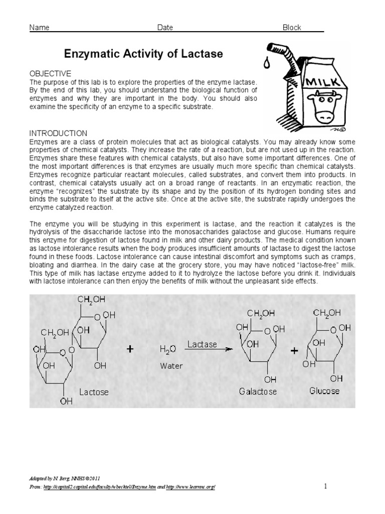 LAB Enzymatic Activity of Lactase PDF PDF Enzyme Glucose
