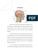 Cerebrum .