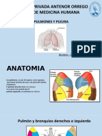 Anatomia