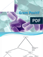 Gram Positif.pptx