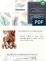 NADIA - Plexus Lumbosacralis