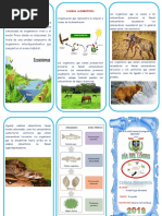 Triptico Cadena Alimenticia